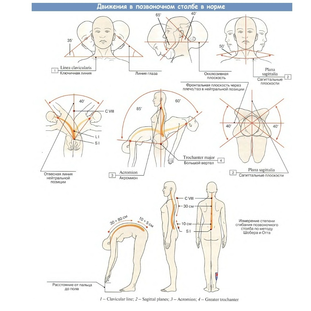 Движения в позвоночнике. Биомеханика позвоночного столба. Боковое сгибание в поясничном отделе позвоночника. Продольная ось позвоночника. Биомеханика позвоночника человека.