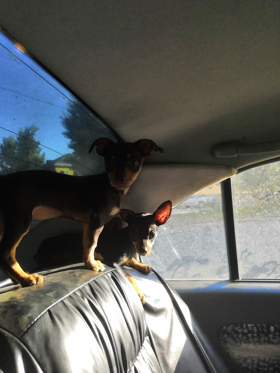 Милые мордашки