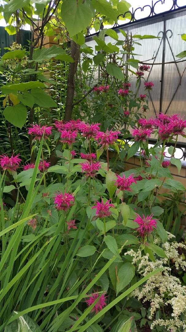 монарда из семян выращивание