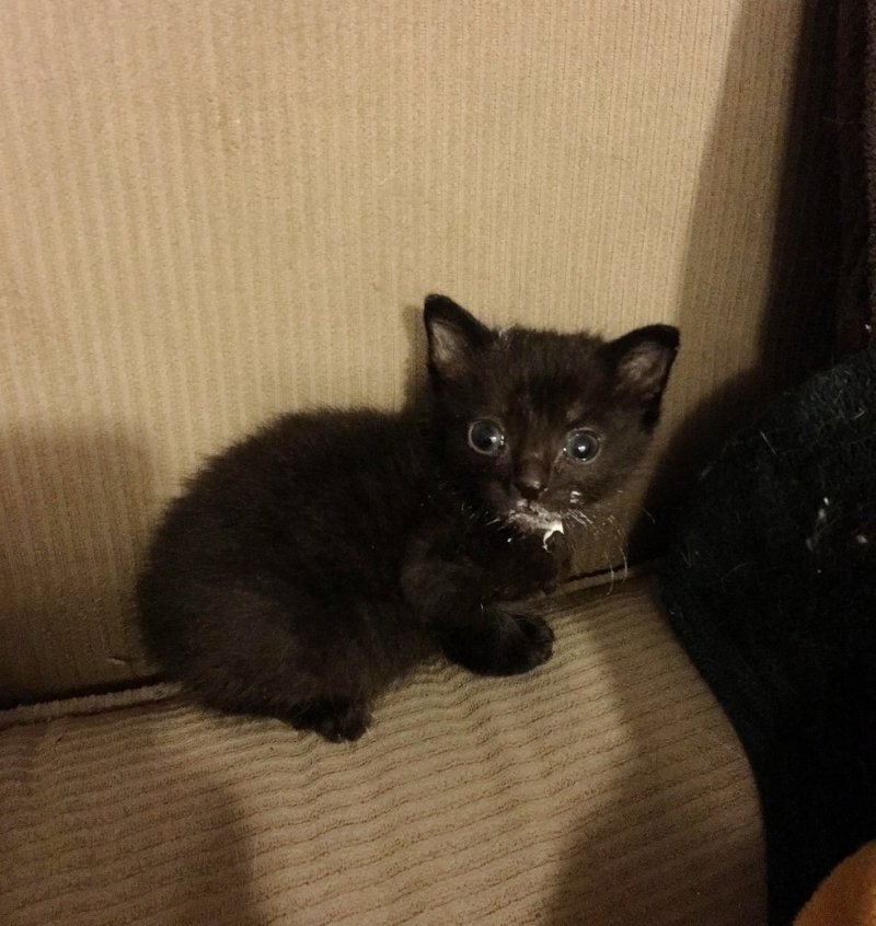 Котенок. Источник фото: https://givepaw.ru/blog/43698755700/Staryiy-priyutskiy-kot-vzyal-pod-svoe-kryilo-spasennogo-malyisha?utm_referrer=mirtesen.ru