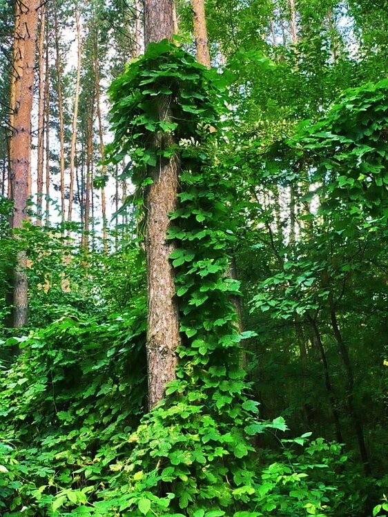 Дикий хмель.