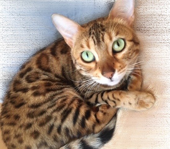 Бенгальская кошка