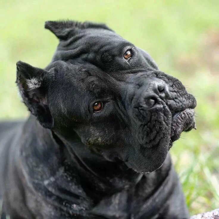 Источник https://yandex.ru/collections/card/5da8b0acc8ba05a77a2e9282/