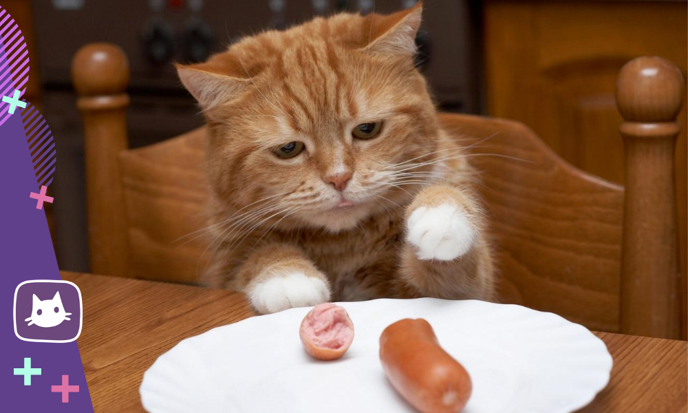 Can a clearance cat eat sausage