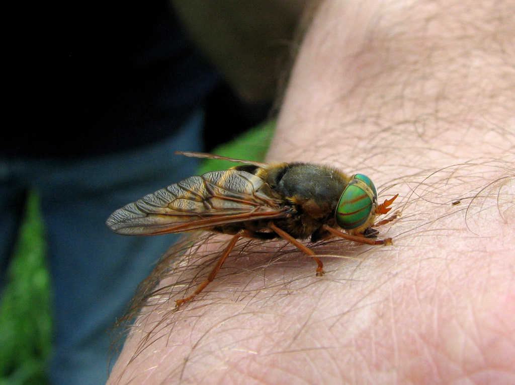 Почему слепни летят на машину. Паут Овод слепень. Слепни (Tabanidae).