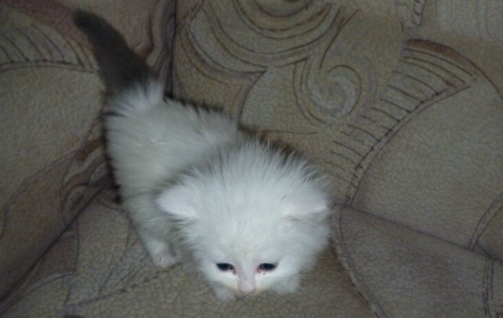 Это фото одного из спасенных котят. Всего было 5