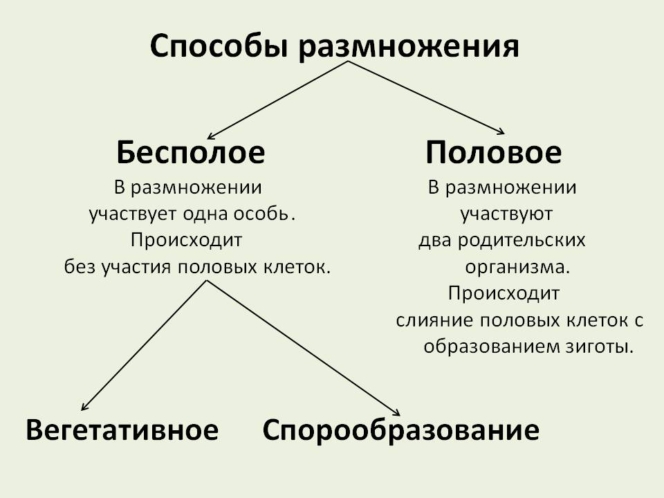 Какие способы размножения характерны для растений Домашние задания Дзен