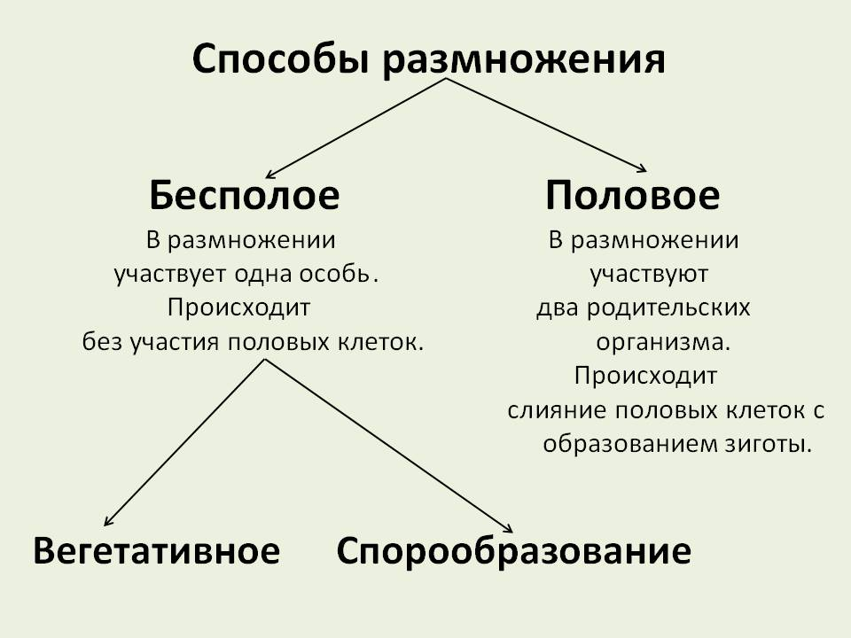 Что такое полый. Способы бесполого размножения растений и животных. Способы бесполого размножения растений таблица. Общая схема размножения растений. Схема способы размножения растений.