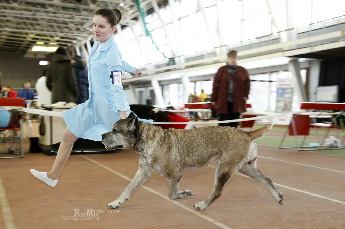 Эта пара, если что, еще много может пробежать. Хотя собака уже в ветеранах. При этом получила BOS. За движения. У такого эксперта, как Людмила Краковская (кто в курсе, тот понял, объяснять не буду, пока, по крайней мере. Это долго). И да, по молодости тоже - "худая собака". 