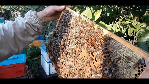 ремень для улья - удобные приспособления для пчеловодства ( фото и видео )