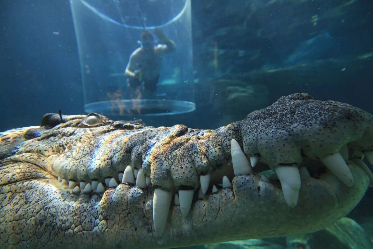 Экстремальный аттракцион Crocosaurus Cove в Австралии, или селфи с  крокодилом | Аквариумные рыбки | Дзен