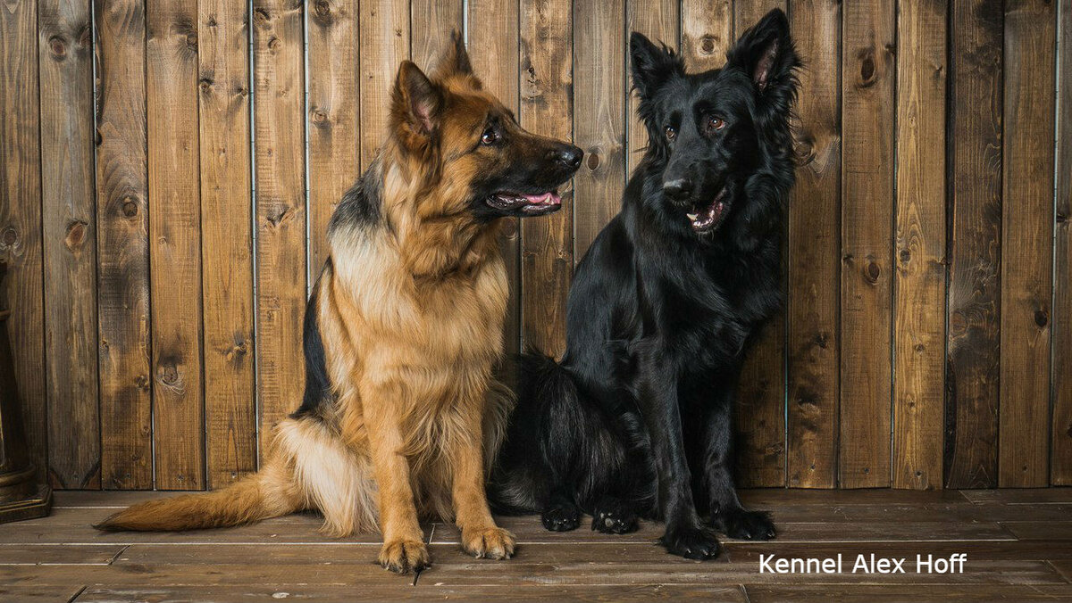 Фото любезно предоставлено питомником Alex Hoff
