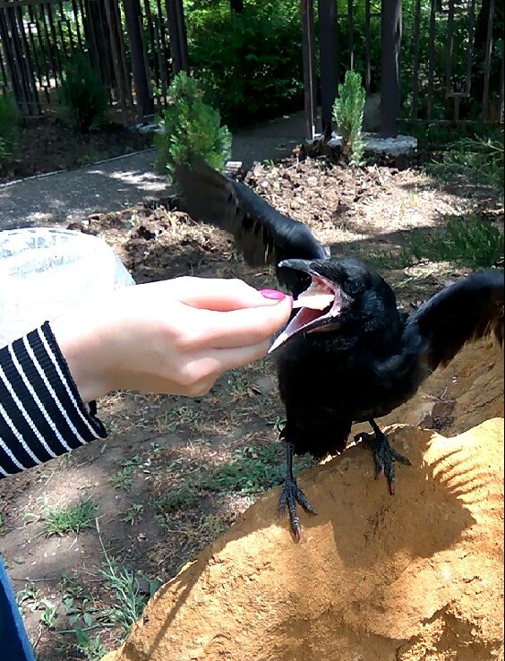 Кушаем кашку