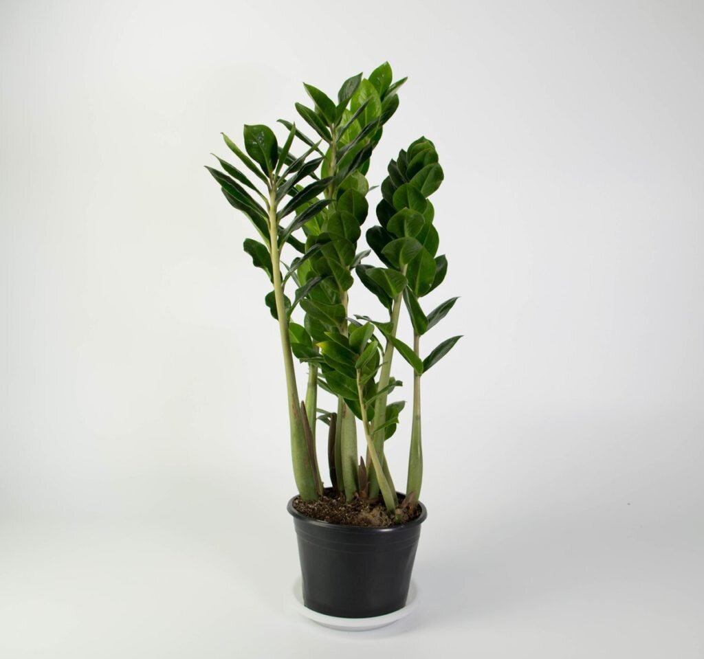 Замиокулькас (лат. Zamioculcas)