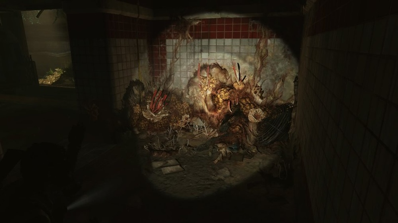 На стадии щелкуна, инфицированный находит удобное место и, как бы, прикрепляется. Из его тела начинают прорастать споры, только в большем масштабе, чем в случае с насекомым