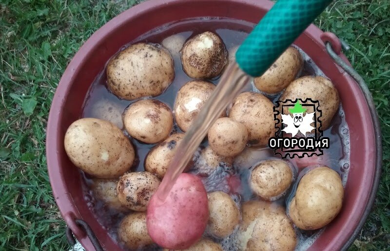 Моем из шланга в тазах и ведрах