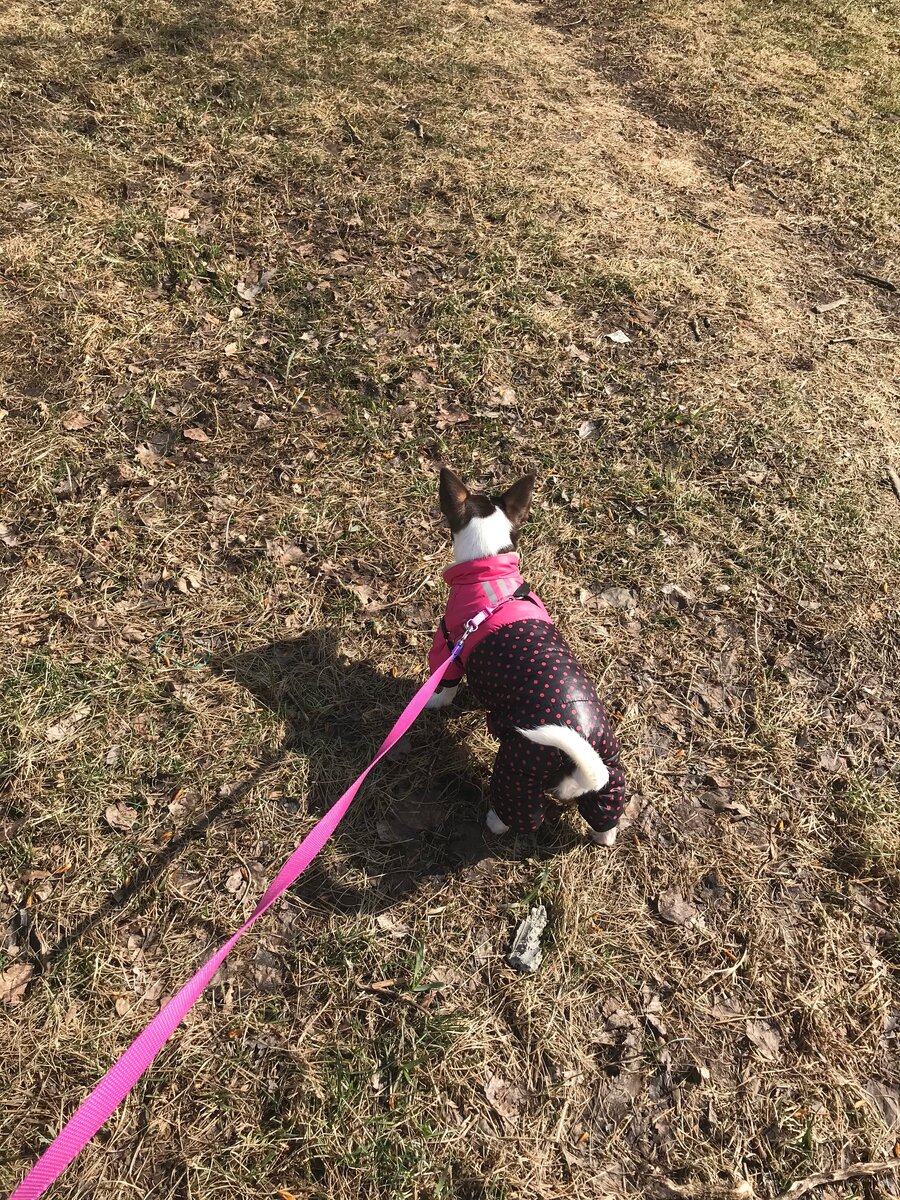 Зима /очень купили куртку в зоопторге за 1500 