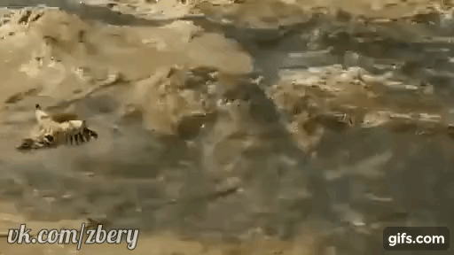 Жеребёнок зебры в реке