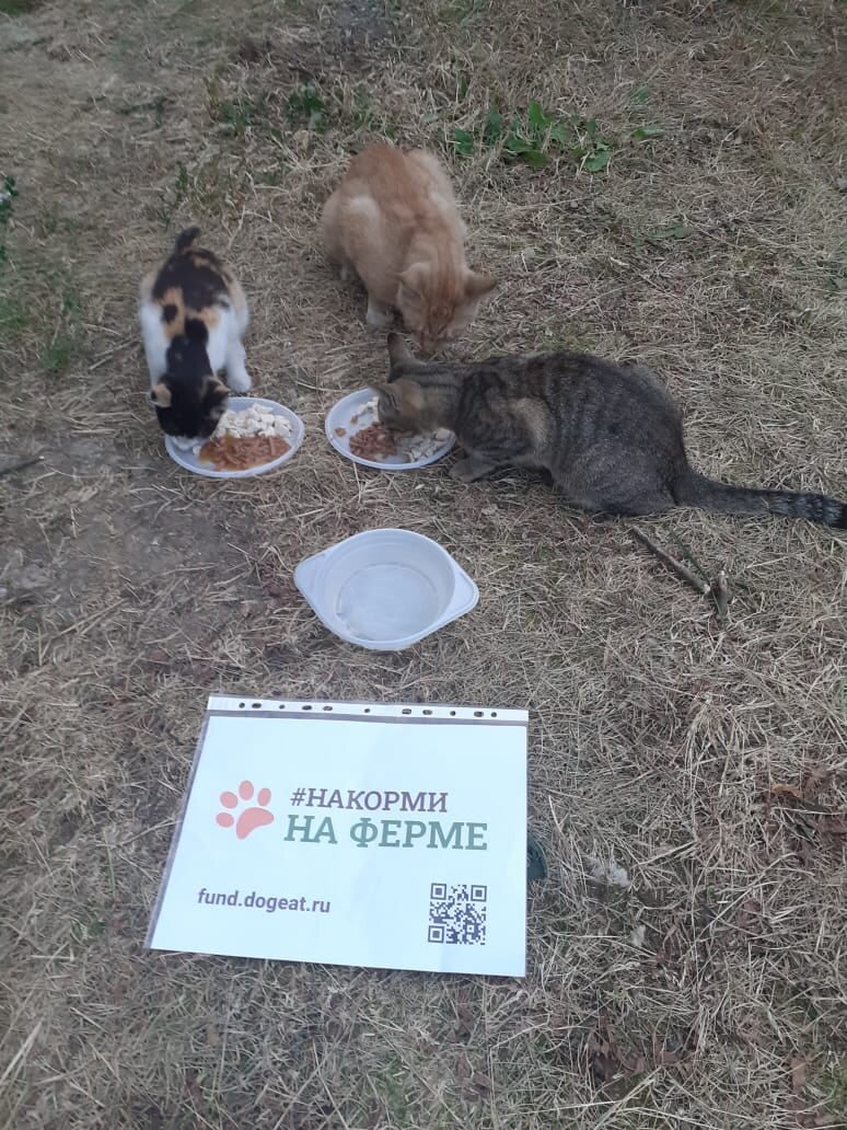 Едят корм, собранный благодаря зоомагазину Старая ферма