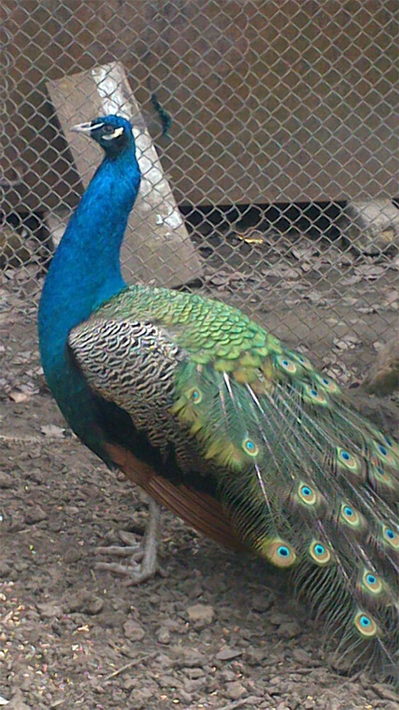 Это фото от Романа Стешенко. Когда я к нему приезжал, павлины линяли и красивых хвостов не было. Листай ==>