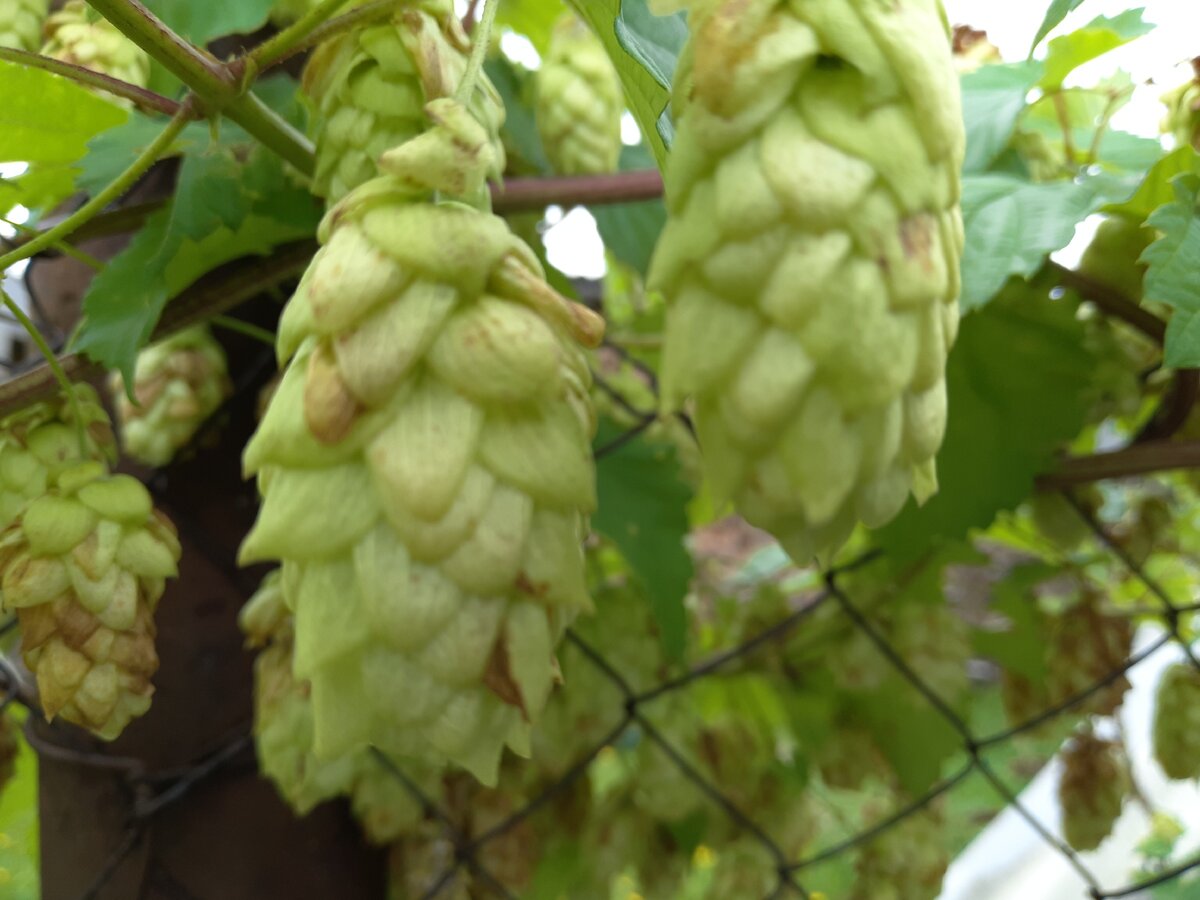 Хмель. Фото автора.