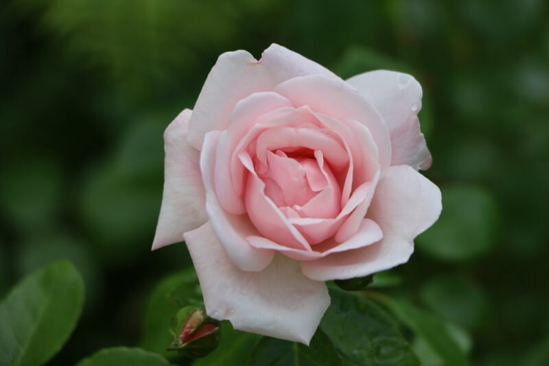 Почвопокровные розы как элегантное украшение для любого сада | Азбука  огородника | Дзен