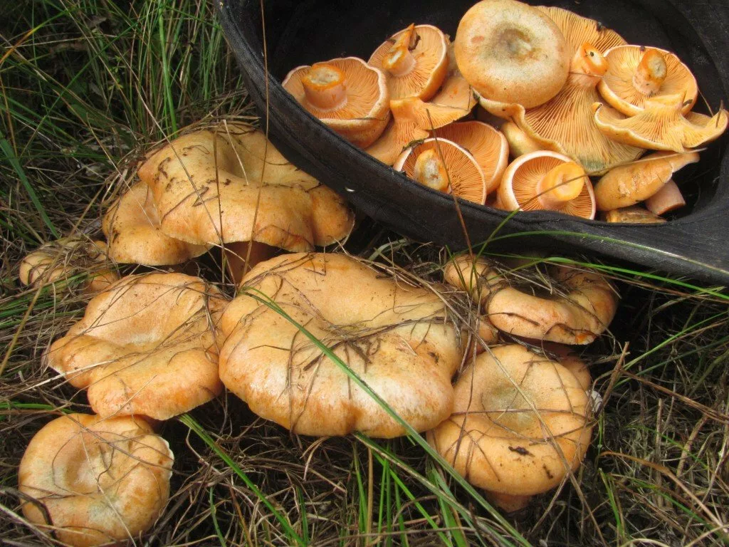 Желтые рыжики. Рыжик гриб съедобный. Рыжик (гриб) грибы. Опята в Ростовской области. Опята рыжики.