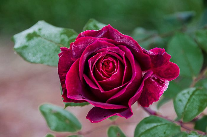 Красивые картинки роза - 79 фото