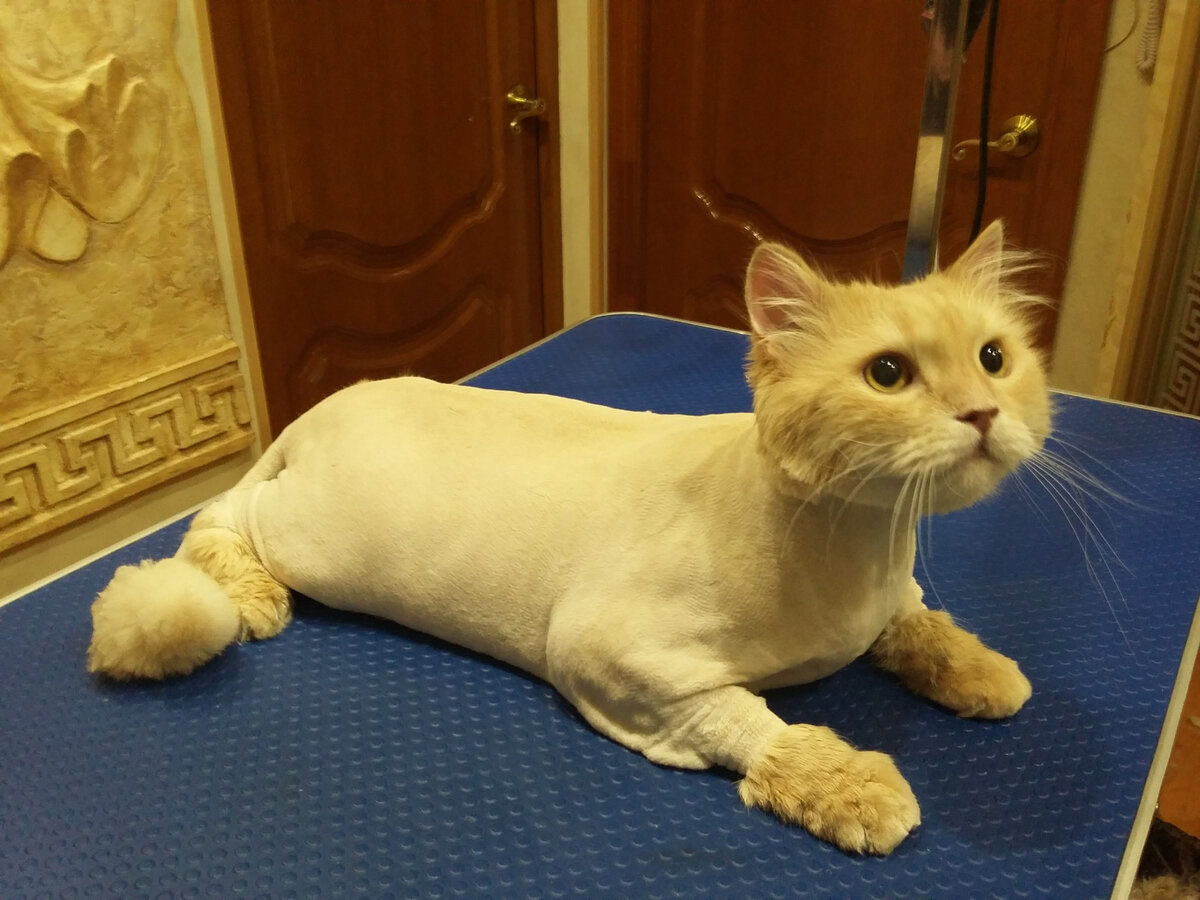 Нужно ли стричь кошек?