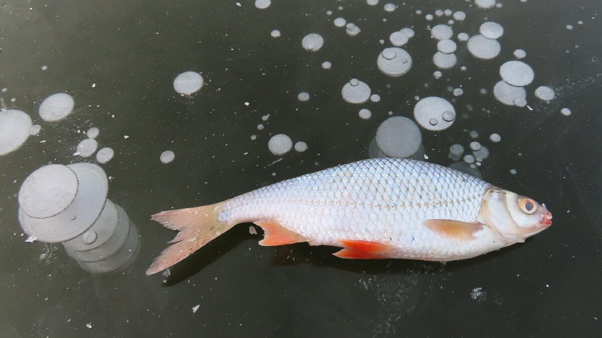 Плотва азовская прикормка. Карась зима. Любимый запах плотвы. Наживка для рыбалки. Зимняя рыбалка на карася.