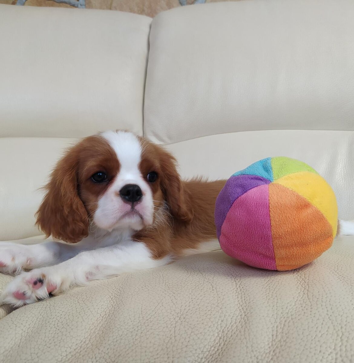 Щенок Кавалер Кинг Чарльз Спаниеля