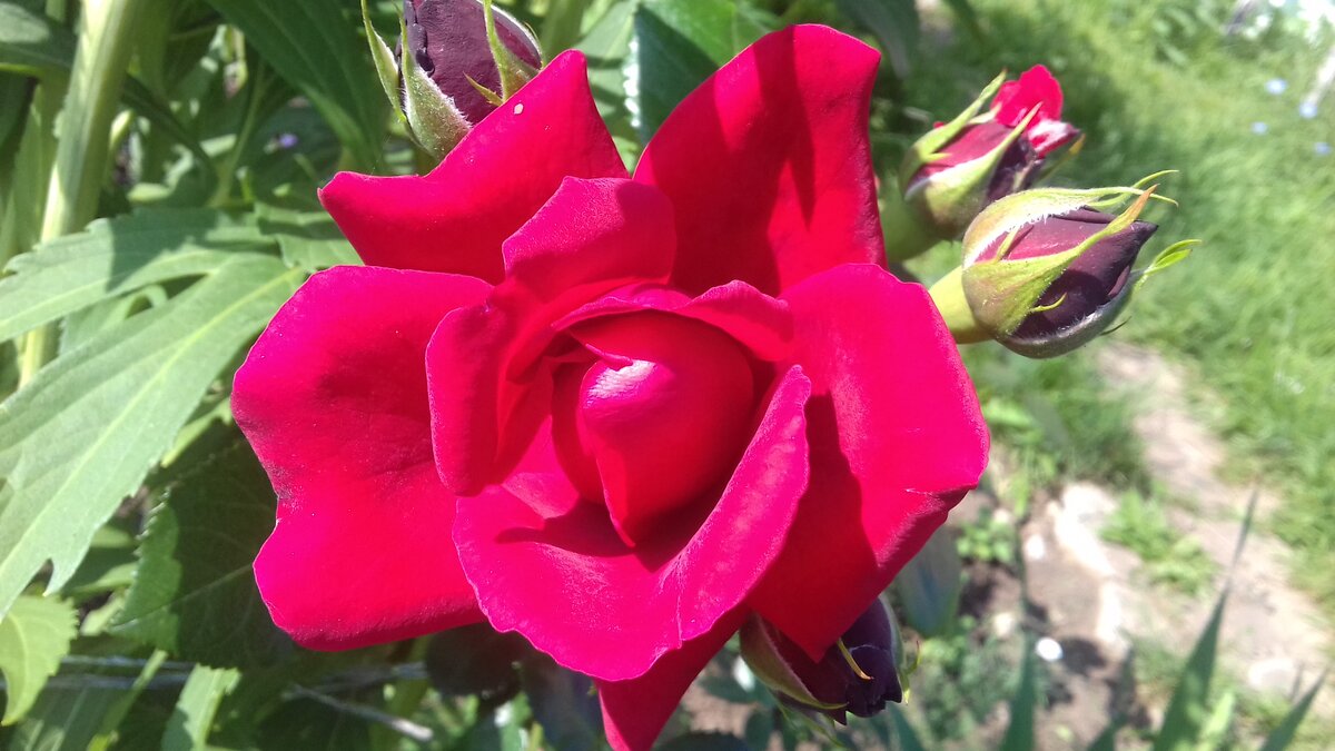 У моей Sympathie цветок темно-малиновым, с бархатным эффектом.