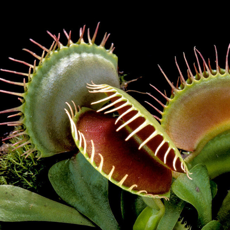 Венерина мухоловка — растение-хищник на подоконнике