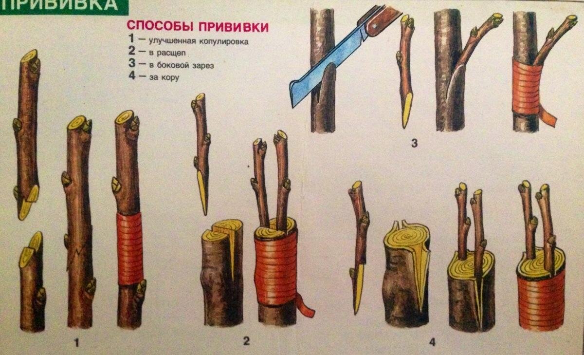 Картинки прививка деревьев