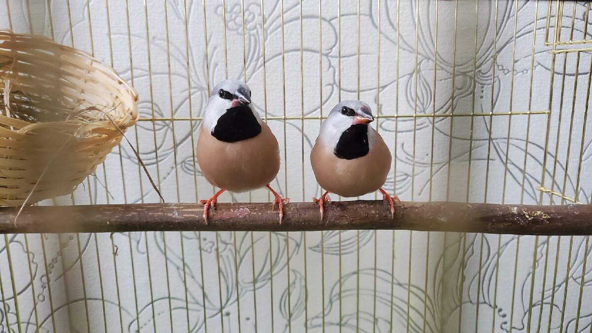 Парочка амадин. О гнёздышке расскажу в следующей статье