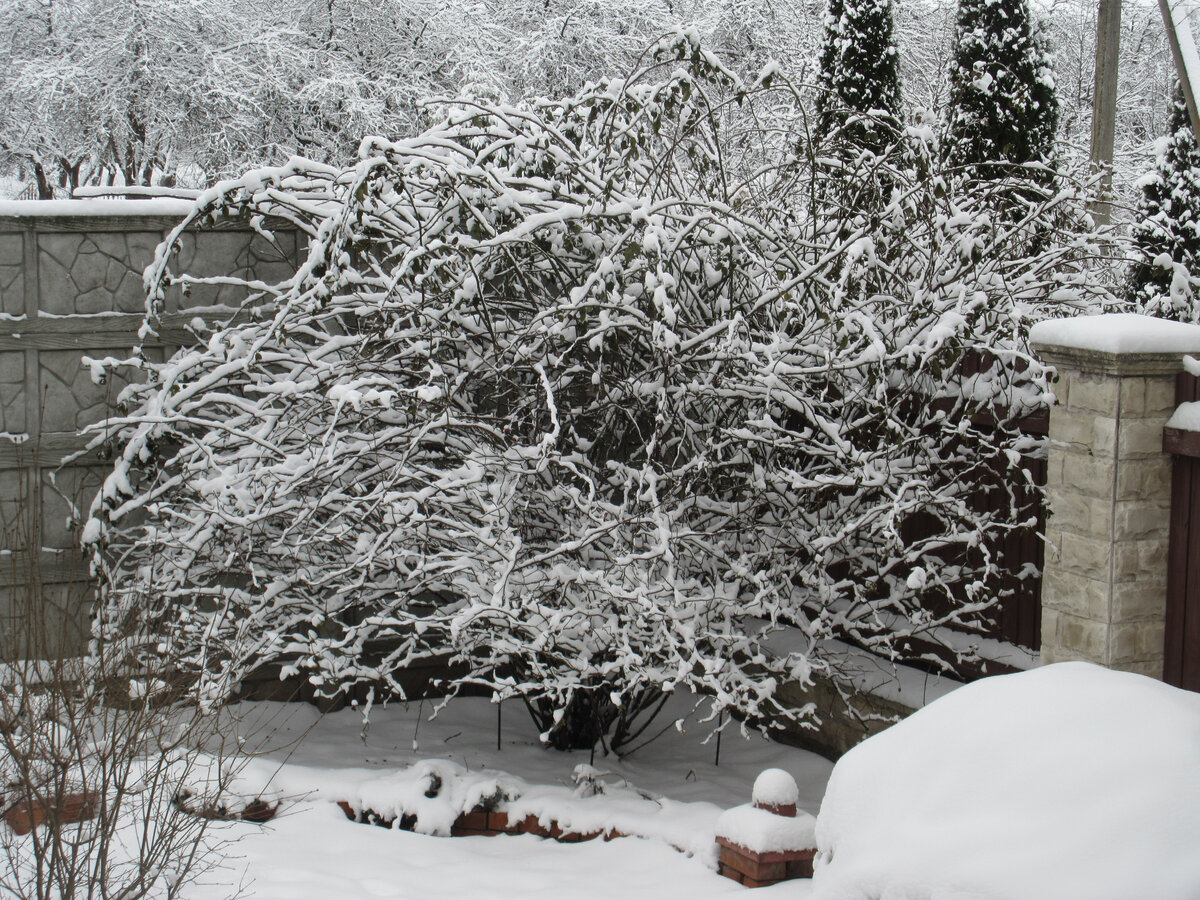 Роза Фламентанц. Зима 2020-2021г.