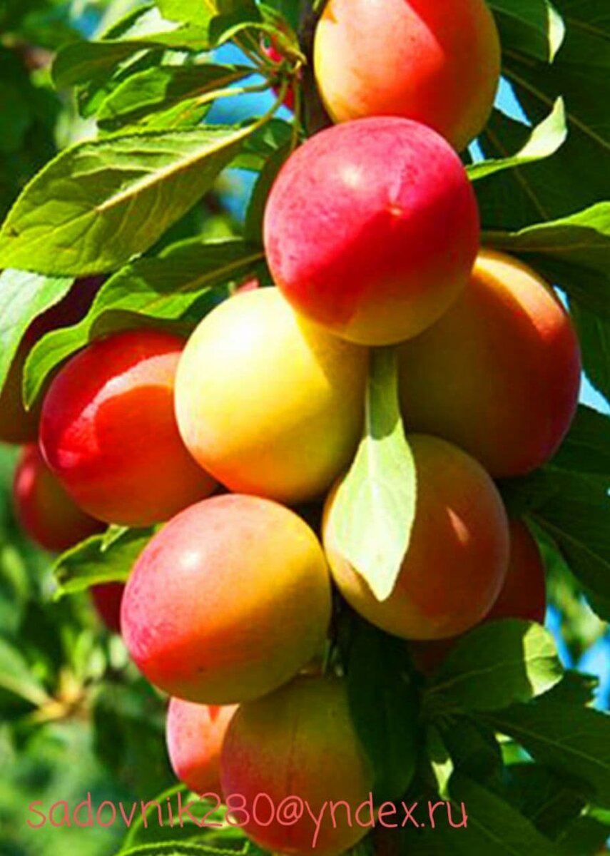 Слива Уссурийская.