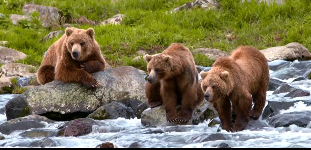 Медведи в ожидании лосося