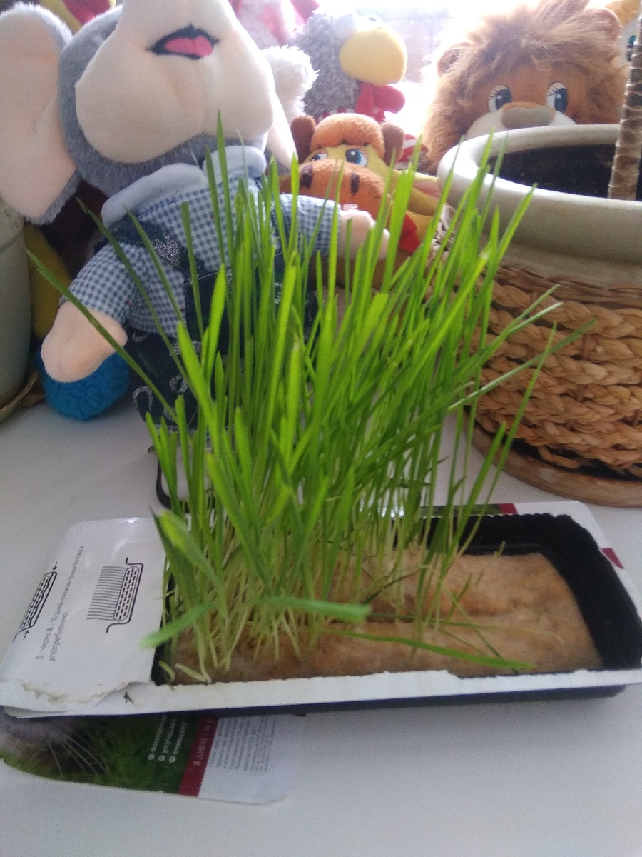 Трава для кота