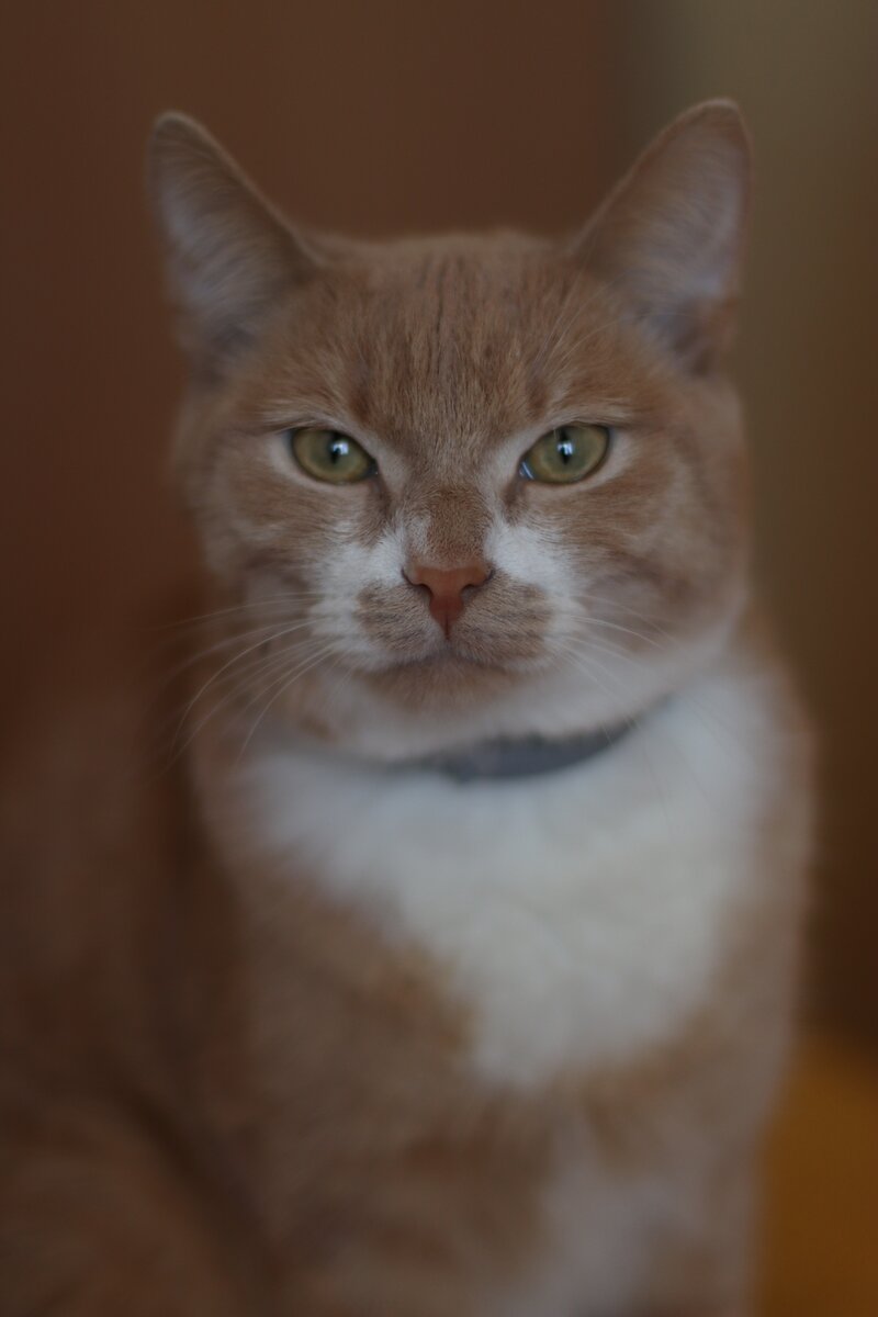 Фото мое и кот тоже)