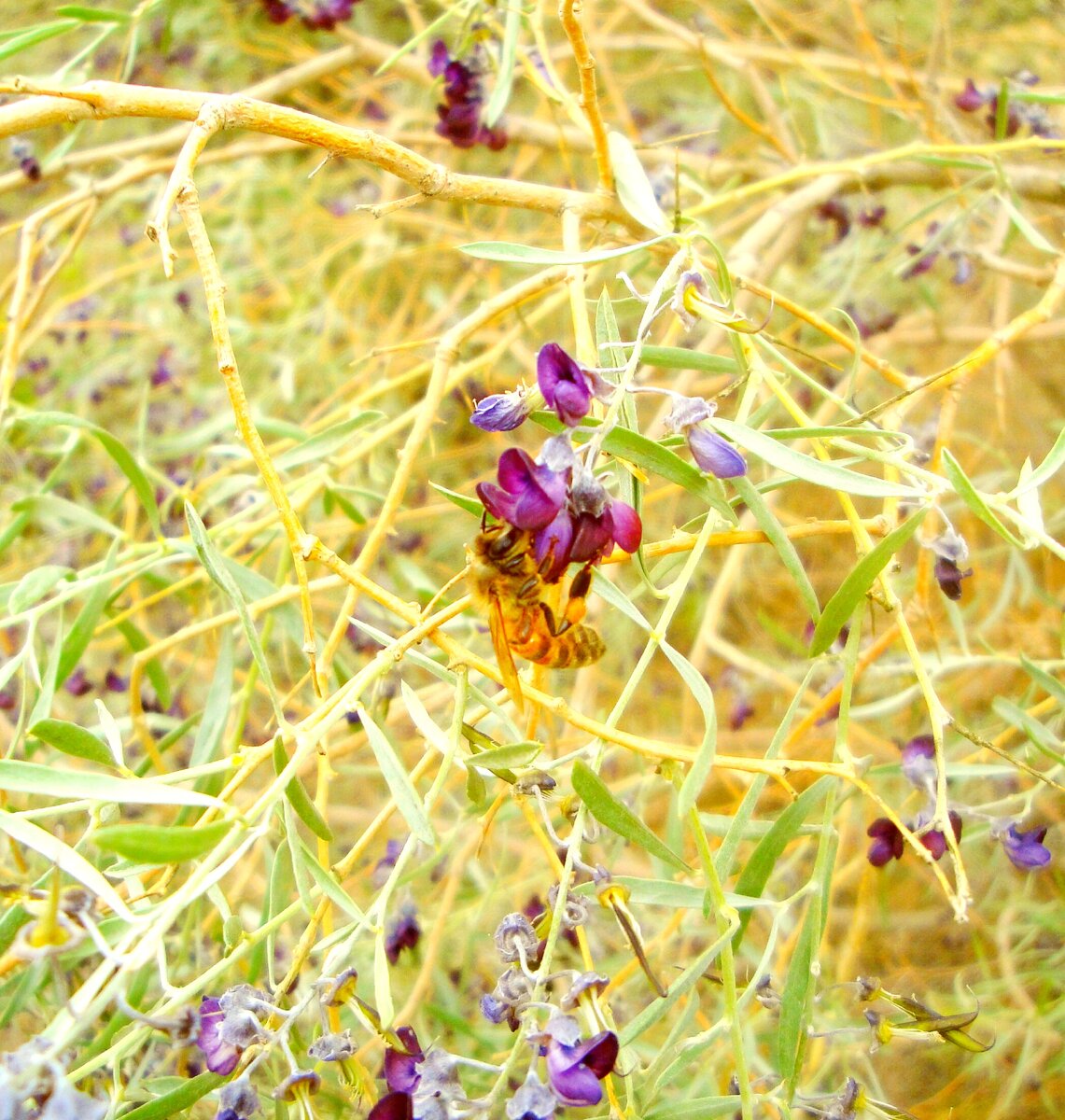 Foto: gench-honey.com