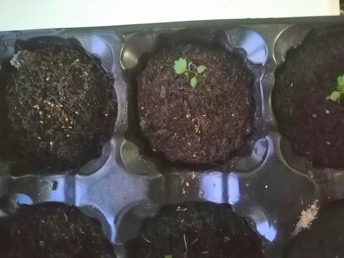 Семена даже не пытались проклюнуться