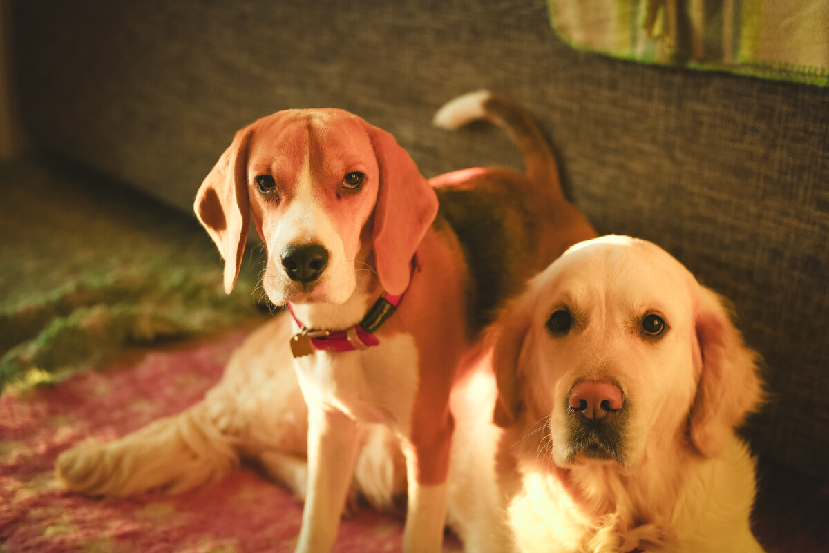 Фото с личного профиля https://dogsy.ru/sitter/163169