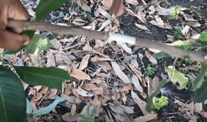 Находит подходящую ветку и снимаем с нее кору. /Фото: youtube.com.