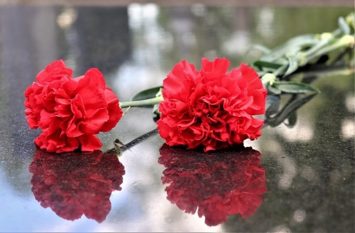 Гвоздики. Фото: pixabay