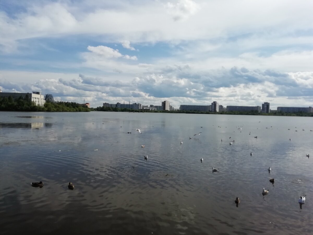 Театральное озеро. Здесь приходят погулять и покормить уточек, чаек и выдр