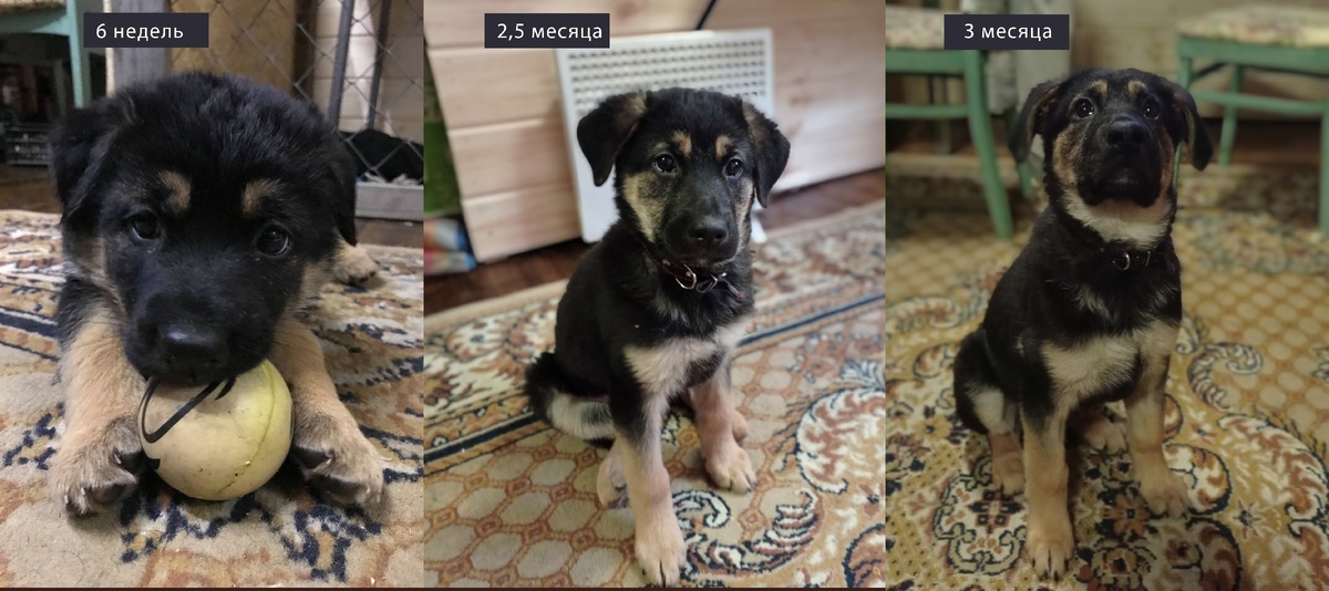 Саманта растет по часам