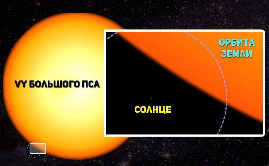 Vy большого пса картинки