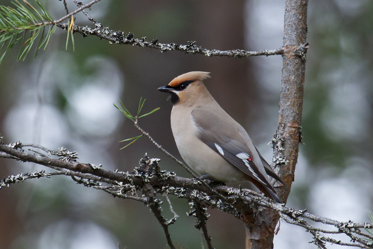 Свиристель. Окр. с. Сапоха, Карелия. Июль 2020. Фото автора
