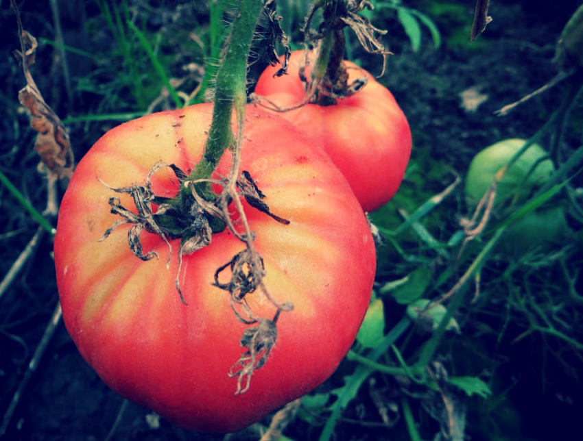 «Гигантская роза».